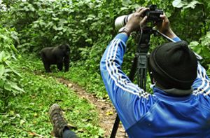 Auf den Spuren der Berggorillas in Uganda