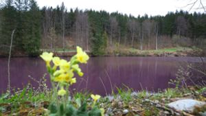 Naturspektakel im Allgäu: Purpurbakterien färben Weiher