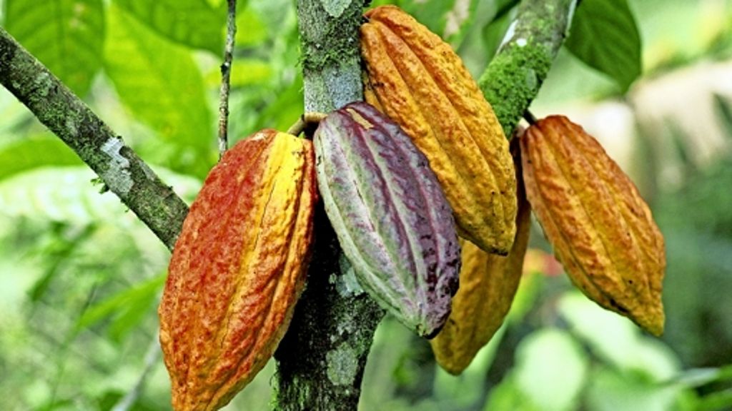 Sonnenschutz: Kakao kann die Zeichen des Alterns mildern