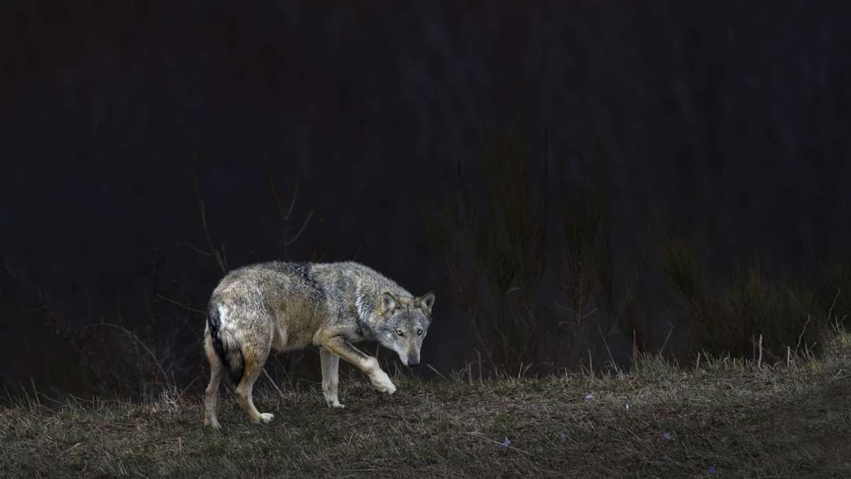  Auf den Straßen Kölns ist in der Nacht zum Mittwoch ein Wolf gesichtet worden. Ein Sprecher des Landesamtes für Natur, Umwelt und Verbraucherschutz NRW spricht von einem extrem seltenen Ereignis. 