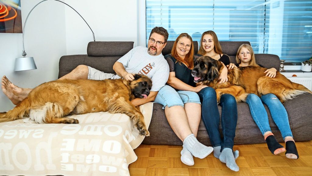 Hundezucht in Leonberg: Der Leonberger soll in seine Stadt zurück