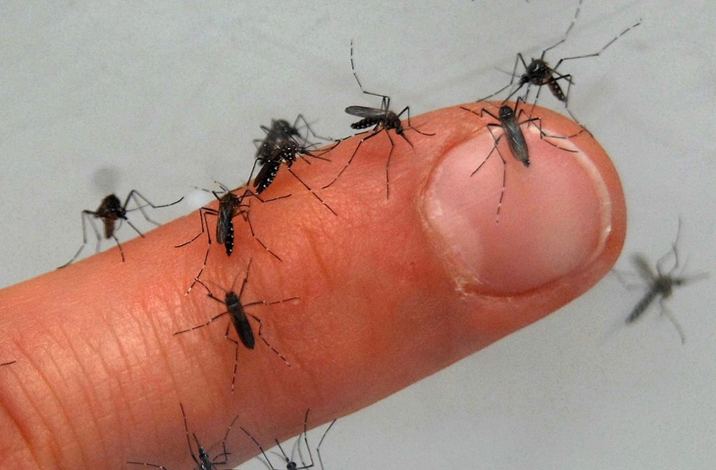 4. Mythos: Mücken lieben süßes Blut: falsch.