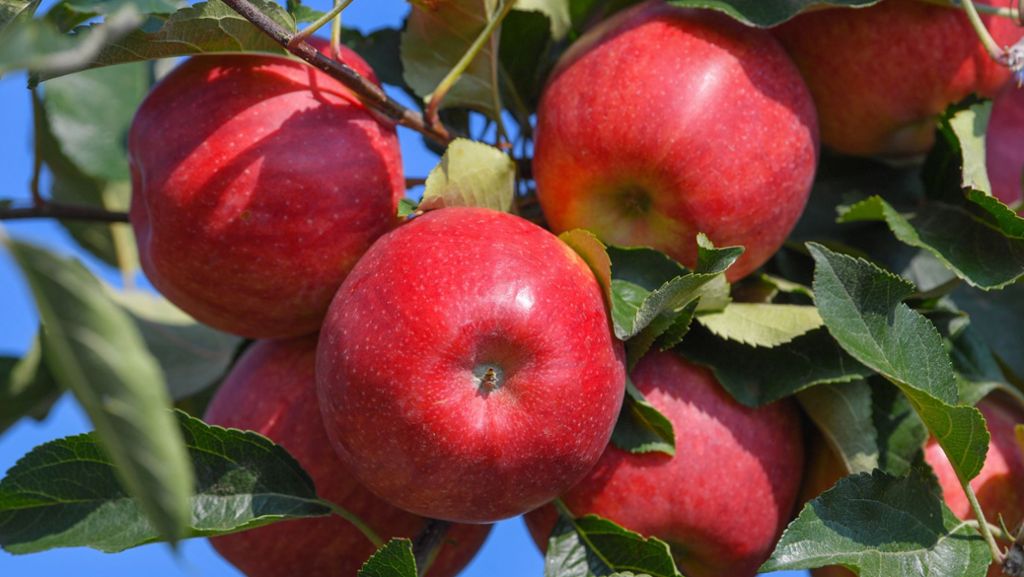 Weinstadt: 96-Jähriger beim Äpfelsammeln bestohlen