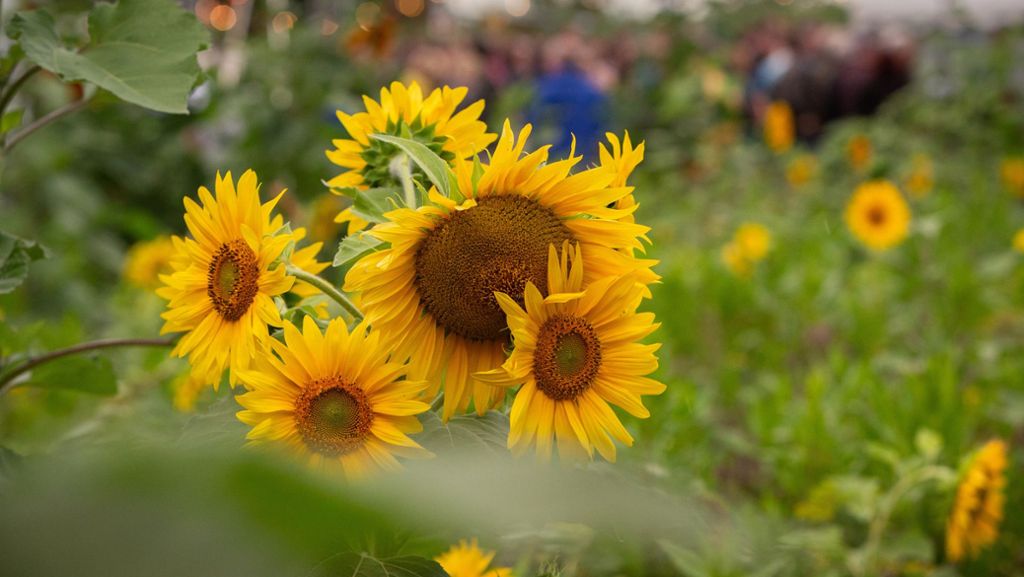 Goldgelb-Festival in Aichwald: Trotz Regen gute Stimmung im Sonnenblumenfeld
