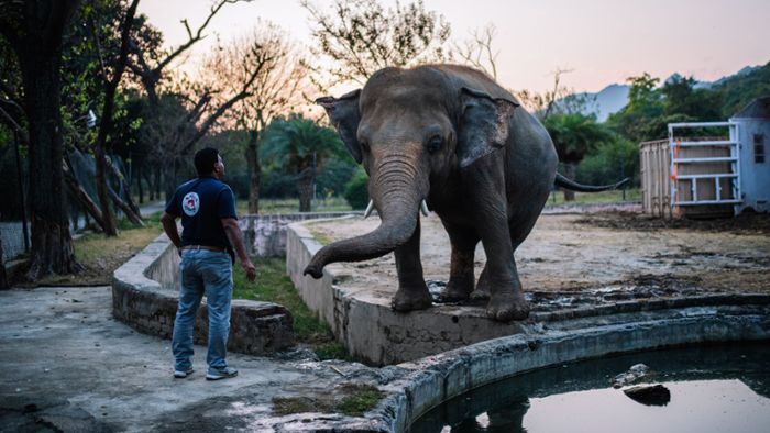 Bislang „einsamster Elefant der Welt“ bleibt nicht lang allein