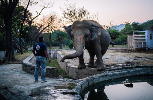 Kaavan war lange Zeit der „einsamste Elefant der Welt“. Foto: dpa/Arne Immanuel Bänsch