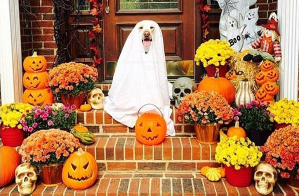 Schaurig lustig: Hundebesitzer teilen auf Instagram ihre Verkleidungen für die Vierbeiner.