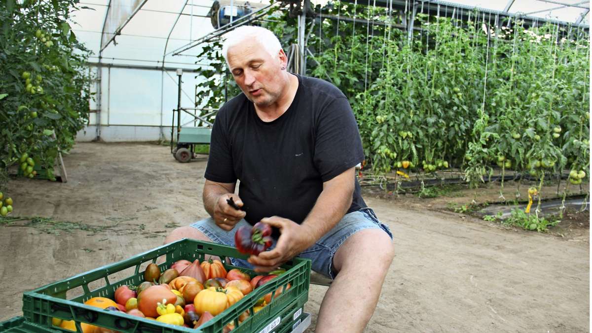 Gemüseanbau im Kreis Konstanz: Ein Tomatenbauer, der  keine Tomaten mag