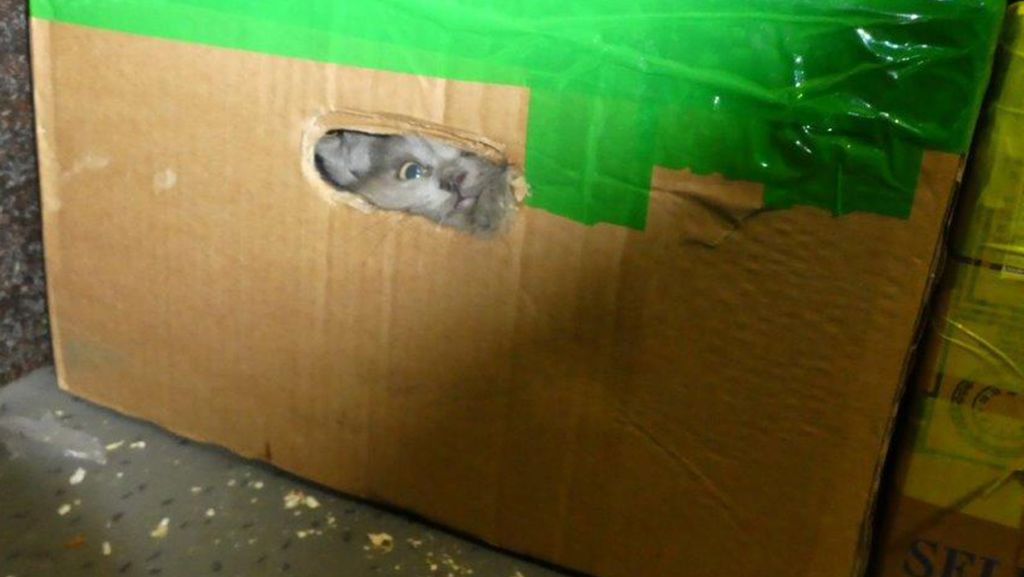  In einem Kleintransporter aus der Ukraine entdeckt der Zoll 26 Katzen eingepfercht in vier Kartons unter Gepäck – ohne Nahrung und Wasser. 