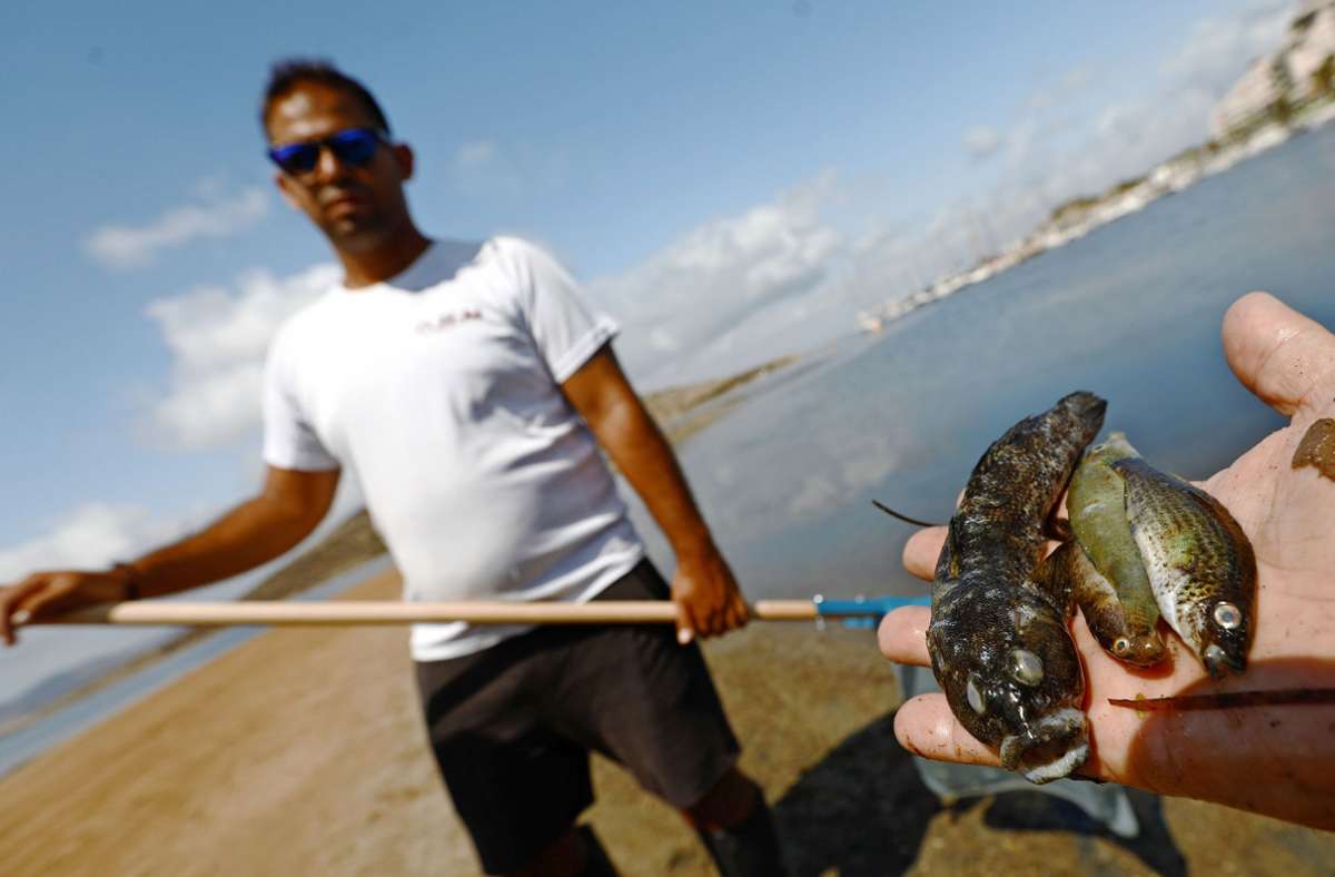 Leider kein Zufallsfang: tote Fische in Europas größter Salzwasserlagune Foto: Picture Alliance/dpa//Edu Botella
