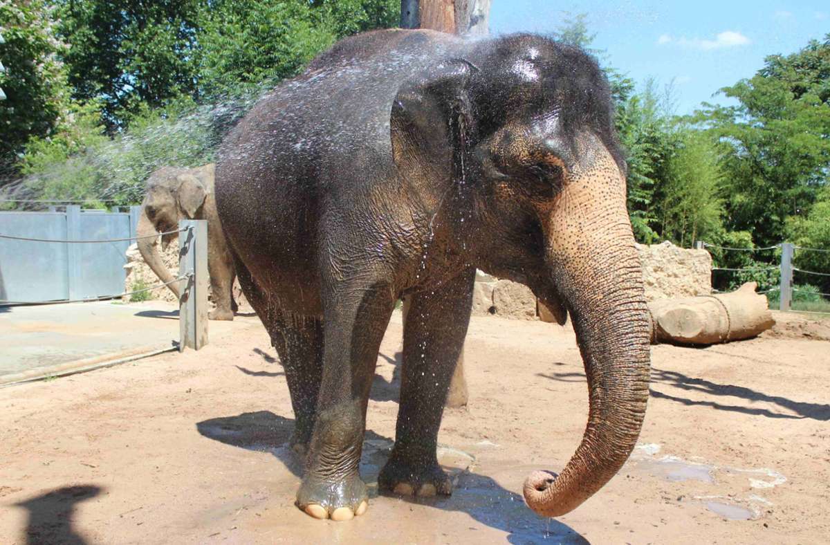 Wellness für die Elefantendame. Zwei indische Elefanten leben noch in der Wilhelma. 100 Kilogramm Futter vertilgen beide jeweils täglich.