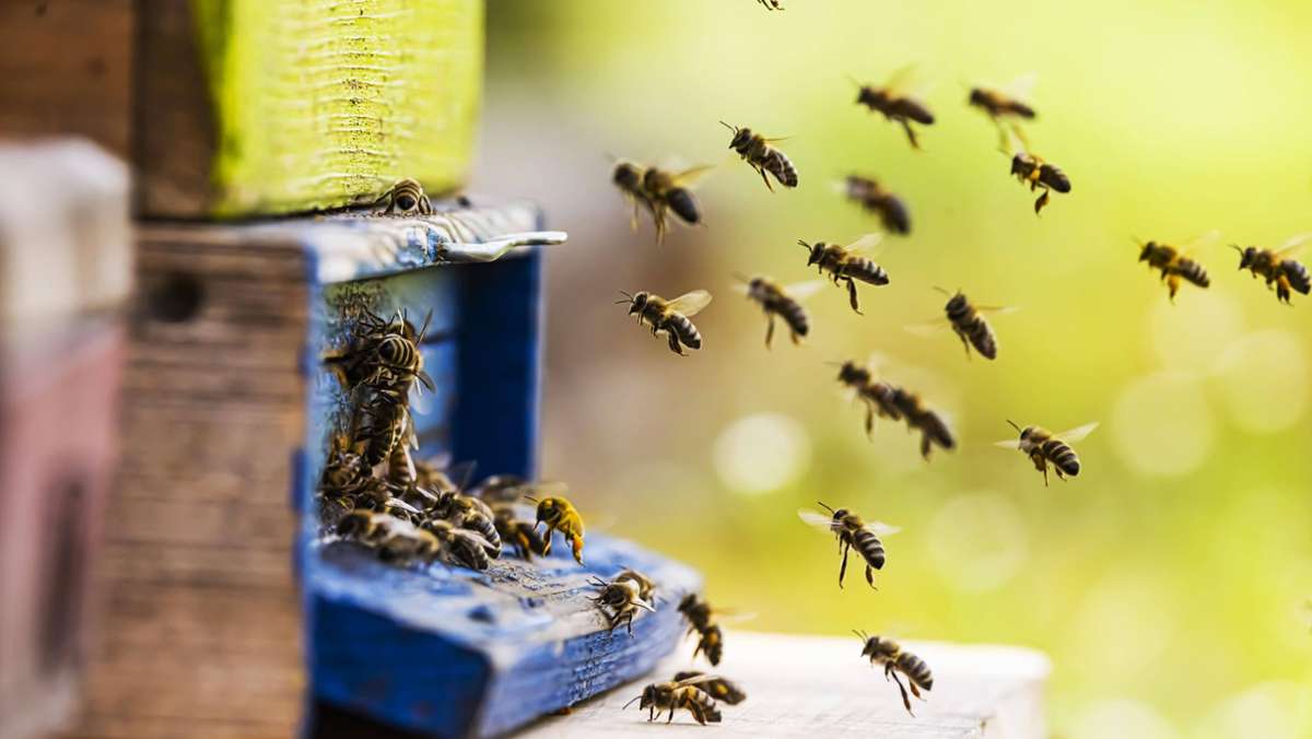 Übermorgen: die Nachhaltigkeits-Kolumne: Was Bienen auf dem Balkon und im Garten lieben