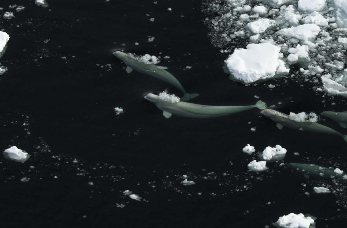 „Die geheimnisvolle Welt der Wale: Beluga-Familie unterwegs