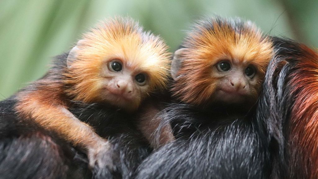 Dachverband lobt Stuttgarter Zoo: Experten: Wilhelma  arbeitet tadellos
