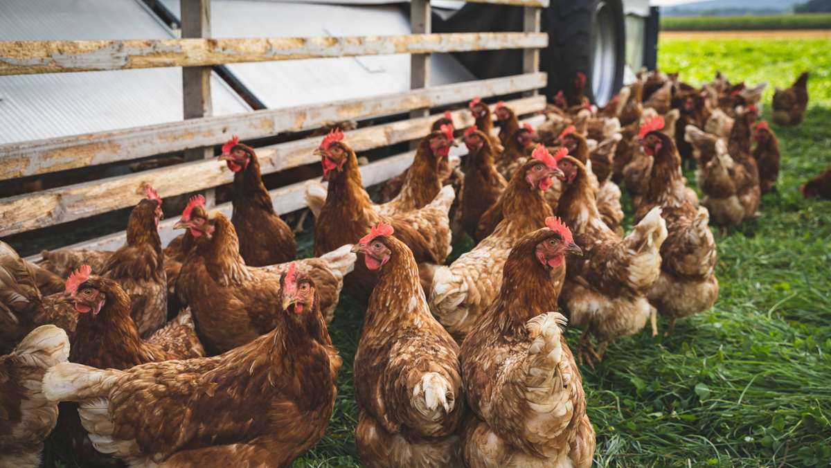 Vogelgrippe im Kreis Böblingen: Amt erlässt siebenwöchige Stallpflicht für Geflügel