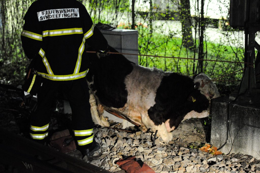 Dem Besitzer und der Polizei gelingt es, das Rindvieh mit mehreren Stricken an einem Strommast festzubinden, ein Tierarzt betäubt es. Schlafend wird der Stier zurück in seinen Stall gebracht.