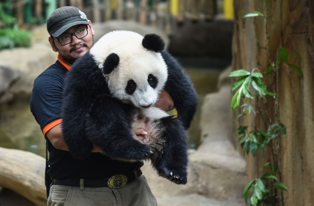 Ein echter Geburtstagsservice: ein Pfleger trägt die Panda-Dame Liang Liang zu ihrem Geschenk.
