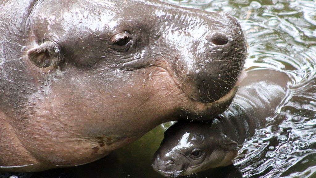 Taronga Zoo in Australien: Mini-Hippo wagt Sprung ins kühle Nass