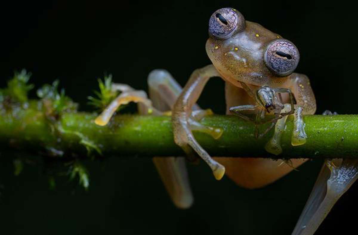 „Verhalten – Amphibien und Reptilien“: Dieser vom Aussterben bedrohte Manduriacu-Frosch lebt in einer kleinen Region in Ekuador. Der Spanier Jaime Culebras fotografierte ihn als er gerade eine Spinne vertilgte.