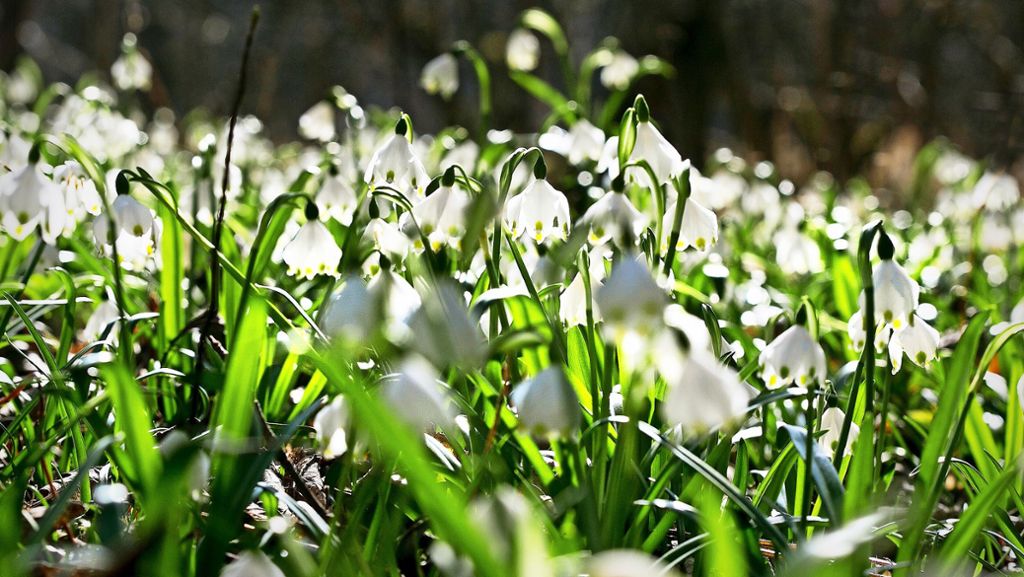 Märzenbecher-Blüte bei Bad Überkingen: Einzigartiges Naturschauspiel in weiß und grün bei Bad Überkingen