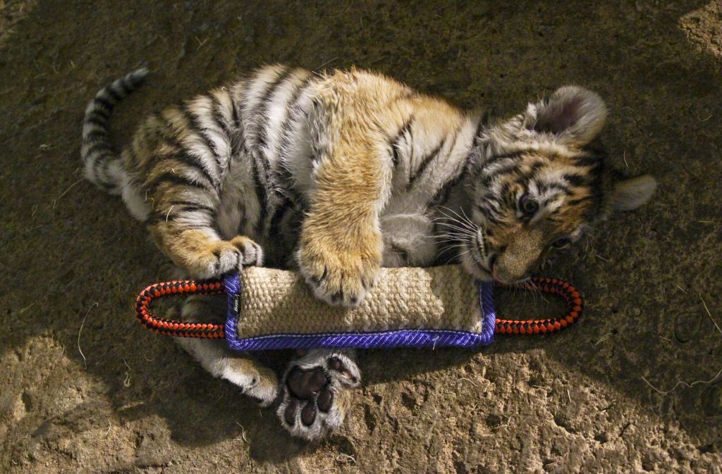 Der kleine Tiger Kashtan wird im Zoo in Milwaukee (USA) von Pflegern aufgezogen.