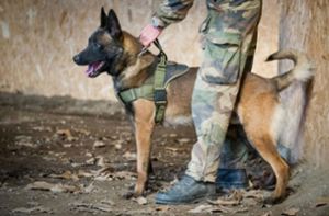 Britischer Orden für toten französischen Militärhund