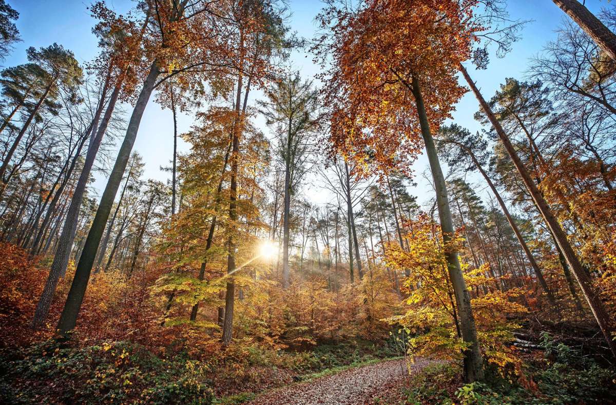 Wenn alle Freizeitaktivitäten gestrichen sind, bleibt mehr Zeit für den Wald. Der hat auch im Herbst viel zu bieten.