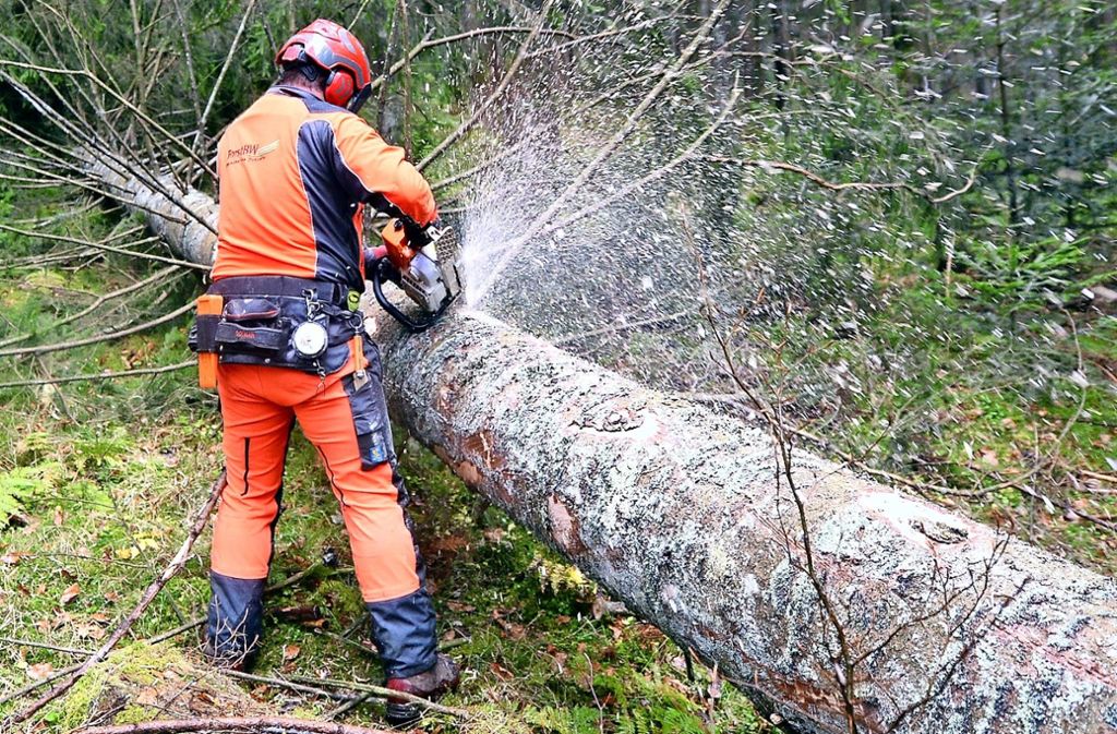 Natur Und Klimaschutz In Stuttgart Warum Eine Alte Fichte