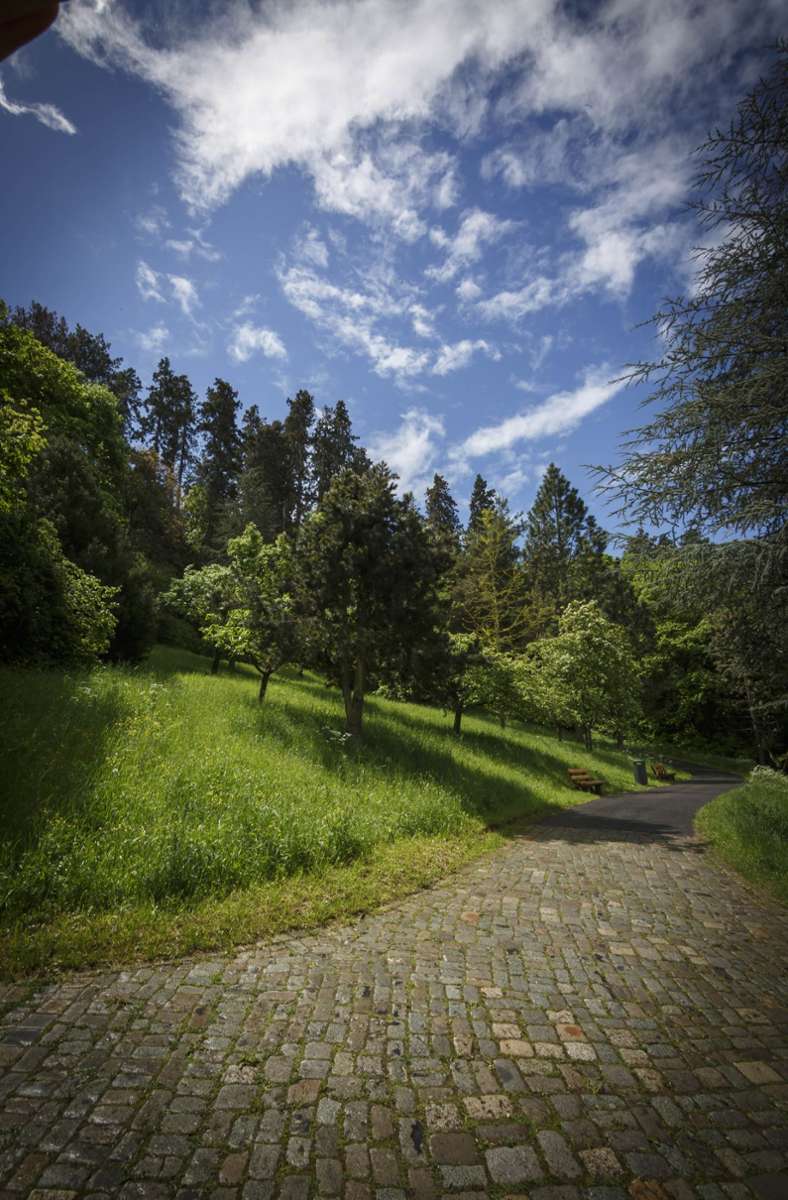 Wer einen Spaziergang machen möchte, ohne zu viel in der Sonne zu sein, ist im Wernhaldenpark im Stuttgarter Süden genau richtig. Dort spenden vor allem die großen Mammutbäume den Besuchern viel Schatten.