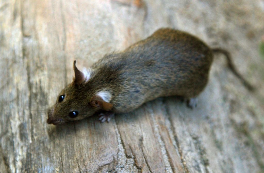 Ratten sind nach einer Studie von Berliner Neurobiologen je nach Stimmung kitzlig.
