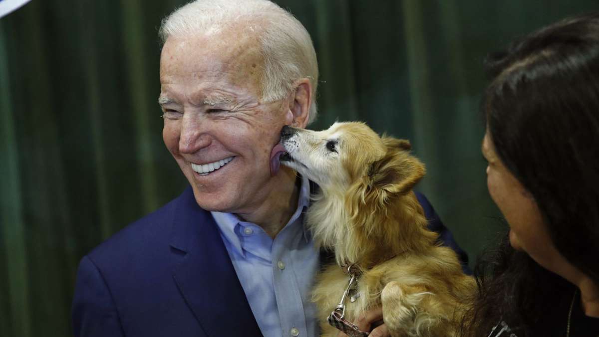 Neue First Dogs: Diese Hunde ziehen mit Joe Biden ins Weiße Haus ein