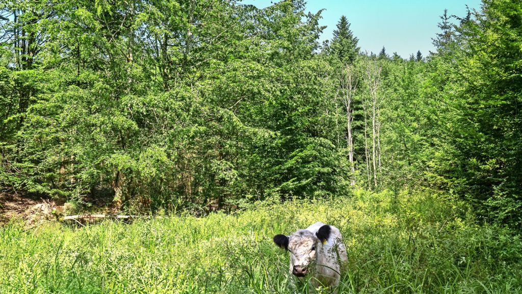 Naturschutzprojekt in Herrenberg: Wuschelige  Rinder weiden im Wald
