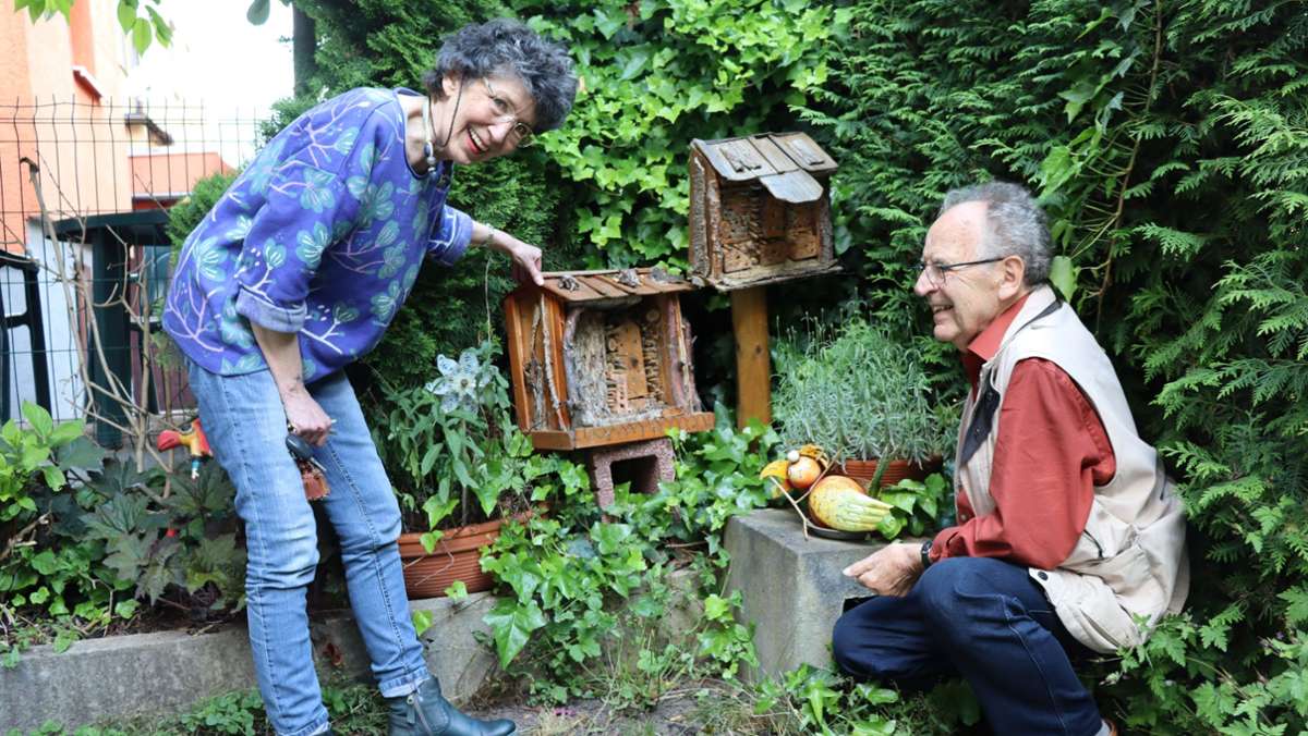Bienenkunde in Zuffenhausen: Nisthilfen-Experte beklagt „Pfusch am Bau“