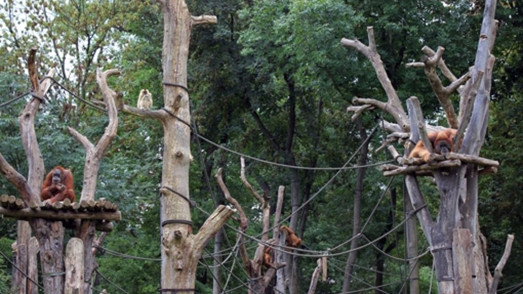 Ein Besuch im Leipziger Zoo: Schöner Wohnen für Primaten