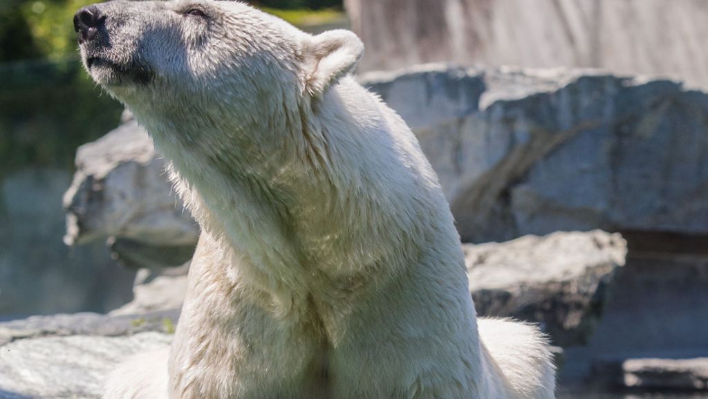  Nach dem Tod von Eisbärdame Corinna überlegt die Wilhelma, wie es mit den Bären weitergeht. Ein Aus für die weißen Riesen im Stuttgarter Zoo steht derzeit nicht zur Debatte. 
