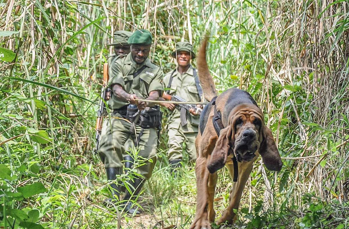 Bluthunde helfen Wildhütern im Virunga-Nationalpark in der Demokratischen Republik Kongo Wilderern auf die Spur zu kommen.