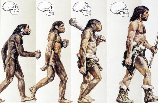 Vom Affen zum Menschen: Der Mensch entwickelte sich in mehreren Stufen. Foto: dpa
