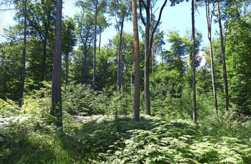 Ältere Bäume schützen  nachwachsenden Jungwald. Foto: Michael Käfer
