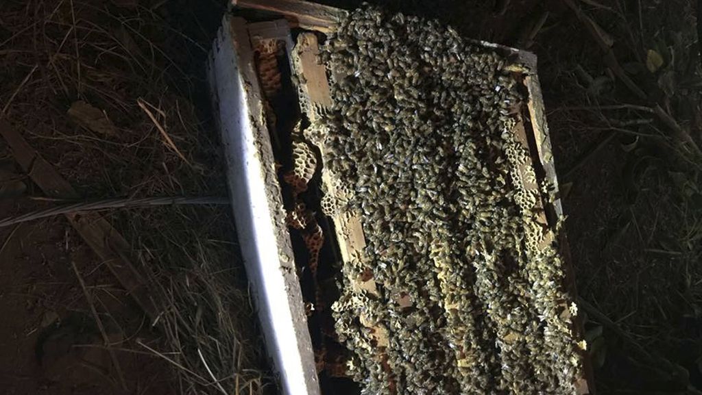 Kalifornien: Eine Millionen Bienen nach Lkw-Unfall getötet