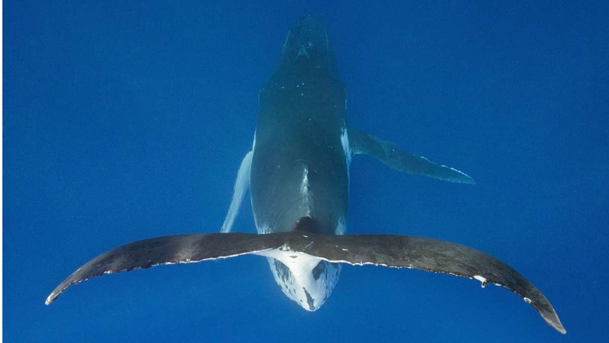Tierschutz in Australien: Meeressäuger als juristische Personen