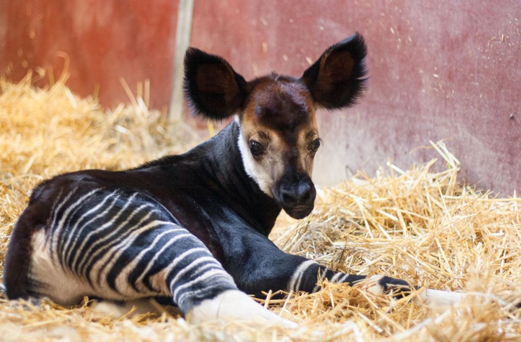 Der kleine Okapi-Bulle in der Wilhelma – noch namenlos.