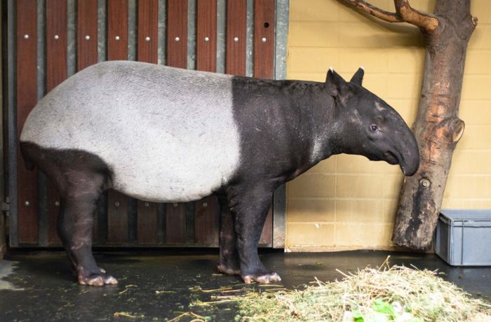 Tapir-Kuh Maya geht jeden Tag baden