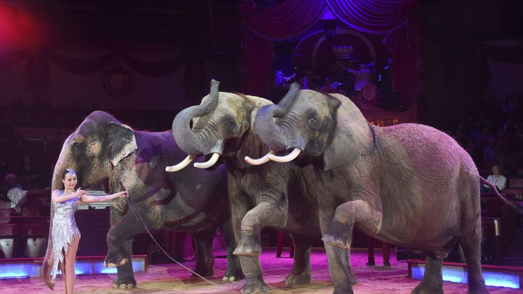 Wappentier: Circus Krone will Elefanten wieder ins Programm holen