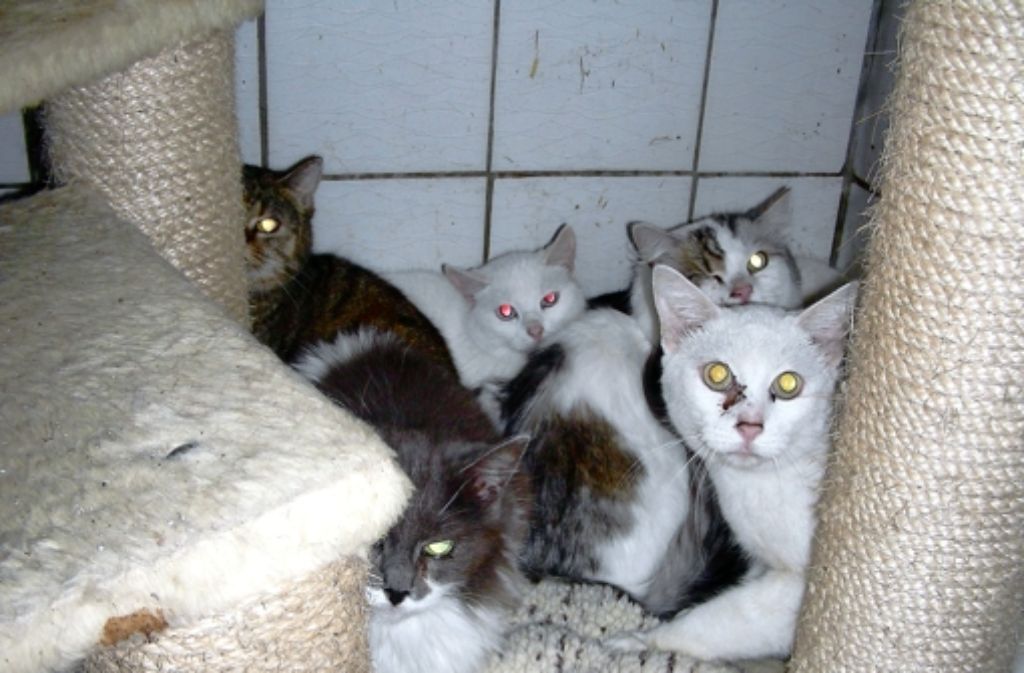Einige wenige der geretteten Katzen im Tierheim Obere Roggenmühle. In der Fotostrecke sehen Sie weitere der 30 geretteten Tiere.