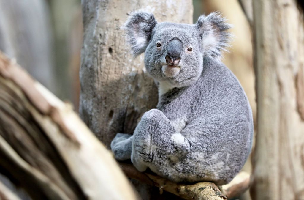 Ein Koala ernährt sich fast ausschließlich von Eukalyptus-Blättern