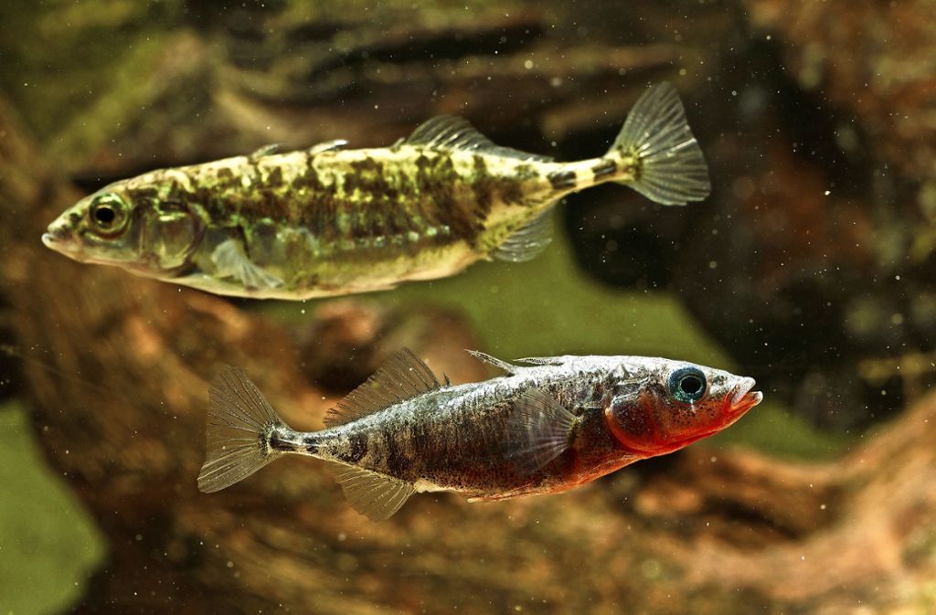 Ein Paar des Dreistachligen Stichlings: oben das größere Weibchen, unten das kleinere Männchen, das im vorderen Bereich zur Laichzeit rot gefärbt ist. Foto: Hartl