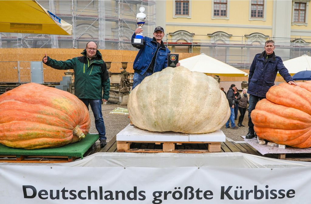 Der Riesenkürbis von Michael Asam (Mitte) wiegt 687,5 Kilogramm. Foto: Christoph Schmidt/dpa