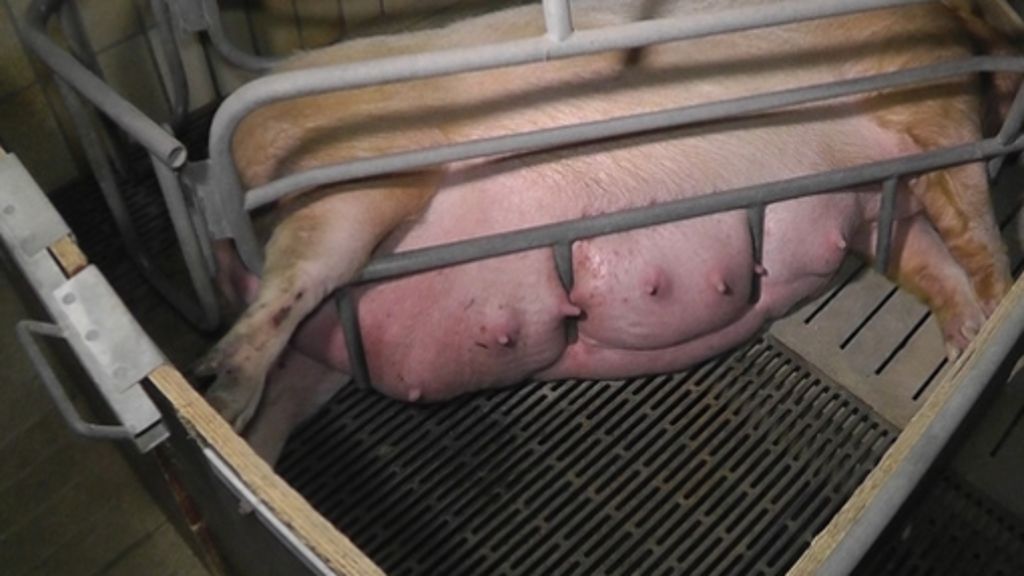 Tierschutz: Vorwürfe gegen Schweinemäster