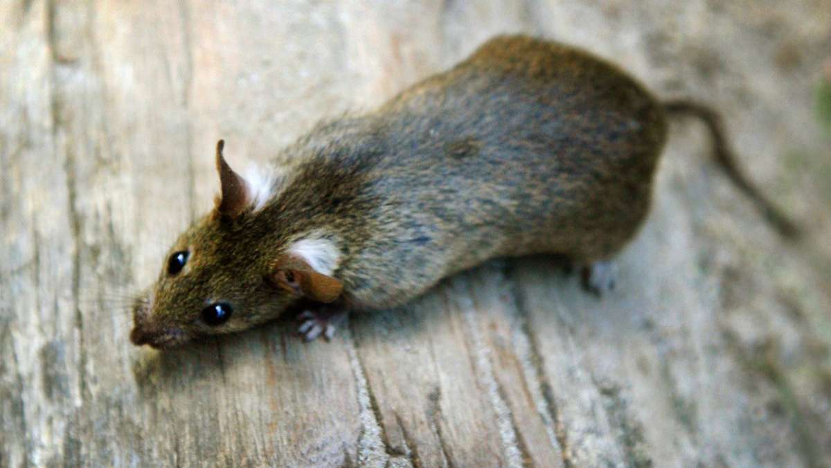 Problem in Schorndorf: Rattenbefall in einer Kita