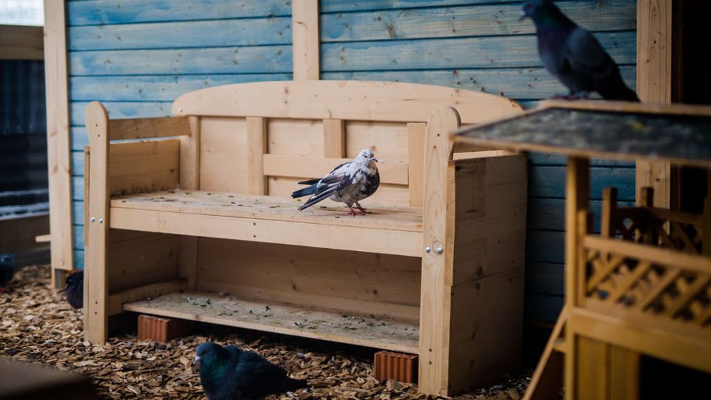 Böblingen: Eigenes Hospiz für verletzte Tauben eröffnet